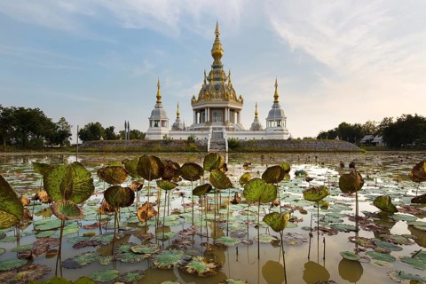 Pond with Lotus (Nelumbo) in front of Maha Rattana Chedi of Wat Thung Setthi