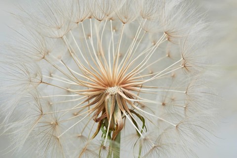 Meadow salsify (Tragopogon pratensis)