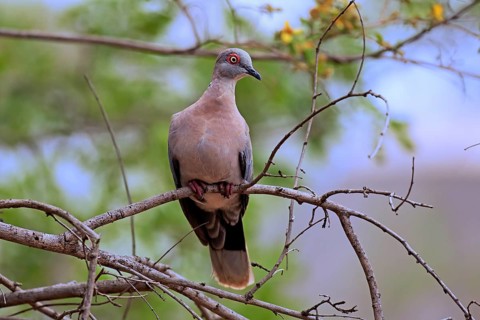 Red-eyed dove (Streptopelia semitorquata)