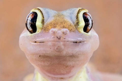 Namib sand gecko (Pachydactylus rangei)