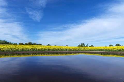 Blooming Rapefield (Brassica napus) is reflected in a Kettle hole