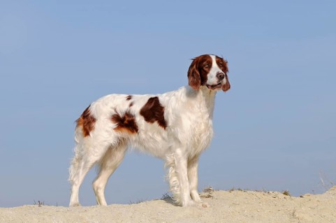 Irish Red and White Setter