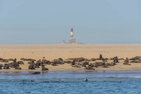 South African Fur Seal (Arctocephalus pusillus)