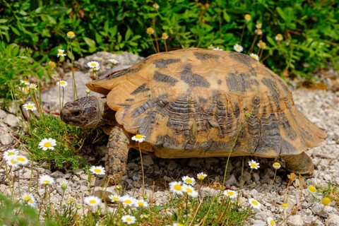 Hermann's tortoise (Testudo hermanni)