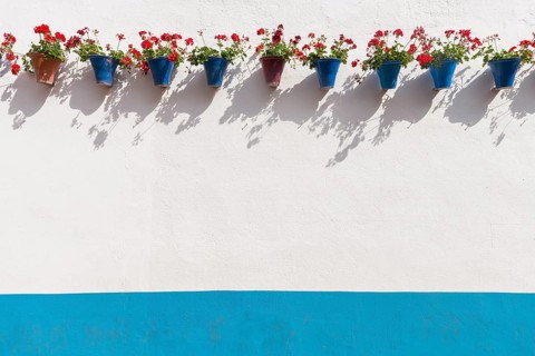 Red geraniums in blue flowerpots on a house wall