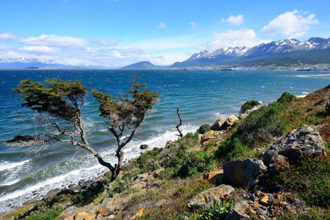 Tousled tree at the Beagle Canal