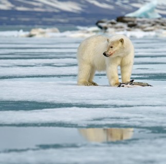 Polar bear (Ursus maritimus)