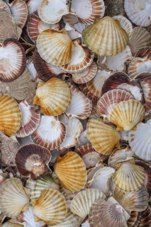Seashells