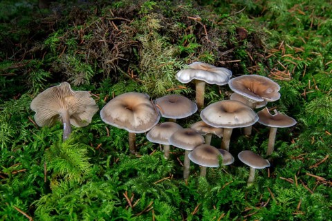 Mushroom (Clitocybe metachroa)
