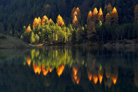 Luminescent larches in autumn colouring