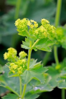 Lady's mantle (Alchemilla mollis)