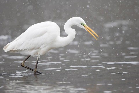 Great egret (Ardea alba) in shallow water foraging