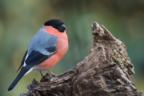 Bullfinch (Pyrrhula pyrrhula)