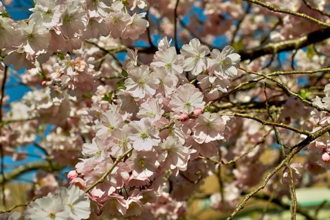 Pink flowering spring cherry Accolade