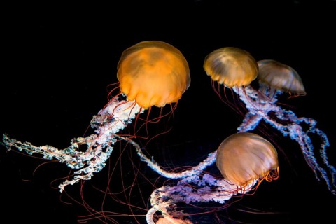Multiple Compass jellyfish (Chrysaora hysoscella)