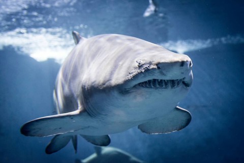 Oceanic whitetip shark (Carcharhinus longimanus)
