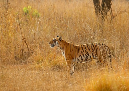 Bengal tiger (Panthera tigris tigris)