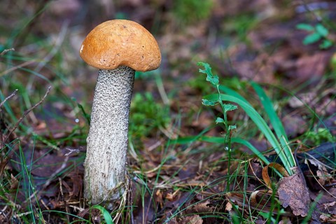 Leccinum (Leccinum)
