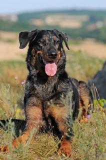 Harlequin Beauceron