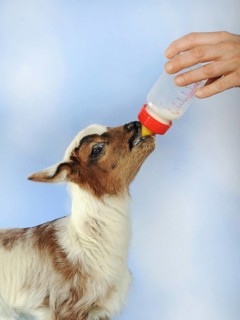 Lamb