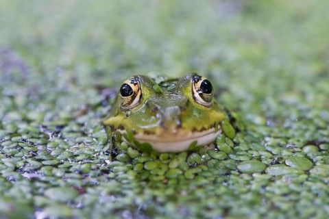 Green frog (Rana esculenta)