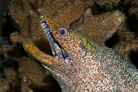 Yellow-edged moray (Gymnothorax flavimarginatus)