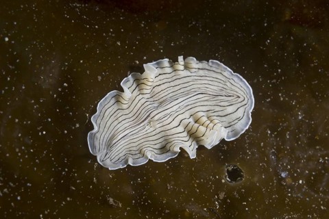 Candy Striped Flatworm (Prostheceraeus vittatus) on laminaria brown algae (Phaeophyceae)