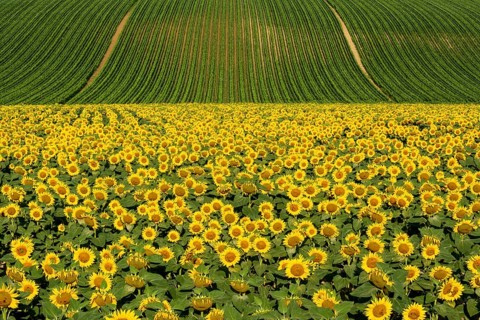 Field of sunflowers and maize