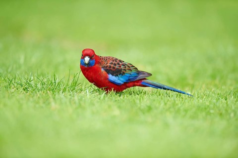 Crimson rosella (Platycercus elegans) on a meadow