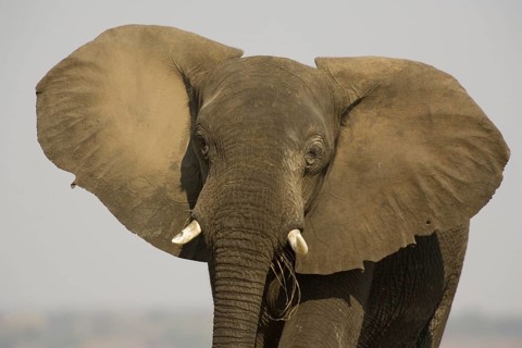 African Elephant (Loxodonta africana)