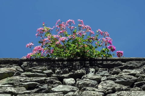 Pelargonium sidoides (Pelargonium sidoides) on stone wall