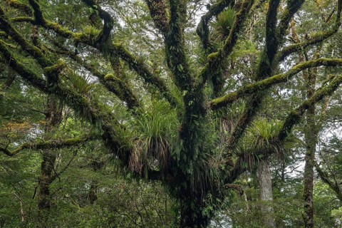 Mossy and grassy branches