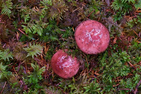 Bare-toothed Russula (Russula vesca)