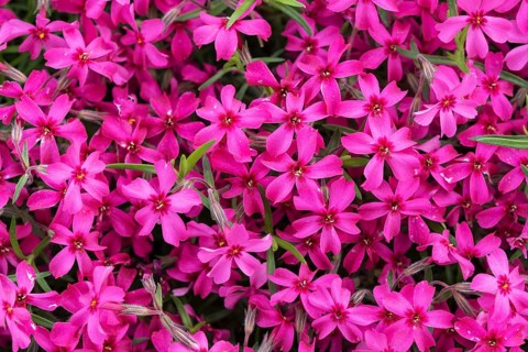 Creeping Phlox (Phlox subulata)