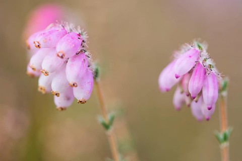 Cross-leaved Heath (Erica tetralix)
