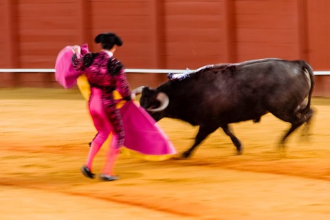Racing bull with matador
