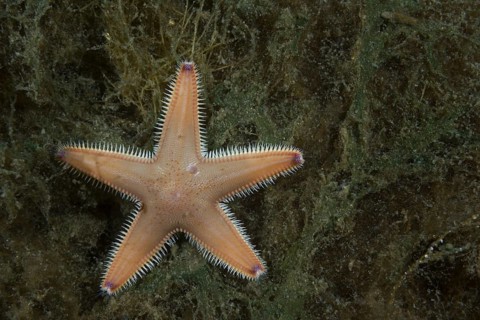 Sand Star (Astropecten platyacanthus) lies on the seaweed
