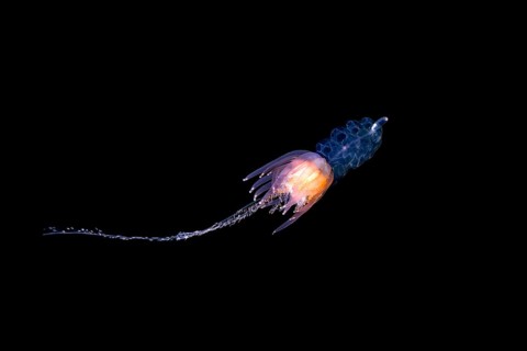 Hula Skirt Siphonophore (Physophora hydrostatica)