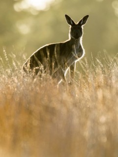 Western gray kangaroo (Macropus fuliginosus)