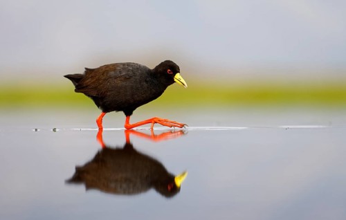 Black crake (Amourornis flavirostris) runs in shallow water