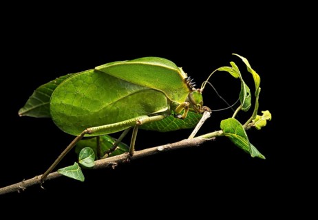Foliage locust (Tettigoniidae)