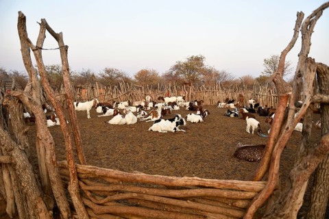 Goats in the Kral