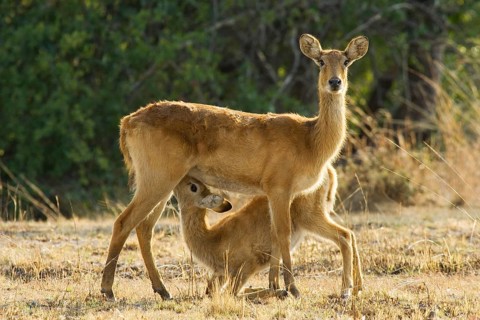 Puku (Kobus vardonii)