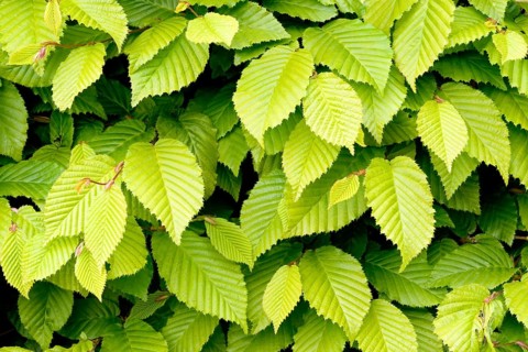 European hornbeam (Carpinus betulus)