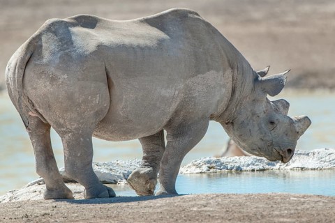 Black rhinoceros (Diceros bicornis)