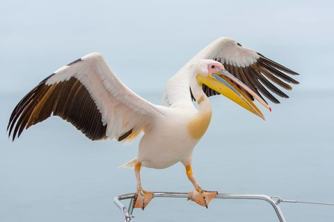 Great white pelican (Pelecanus onocrotalus) sits on railings with open wings