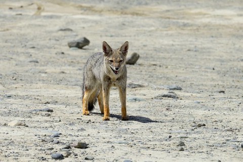 South American gray fox (Lycalopex griseus)
