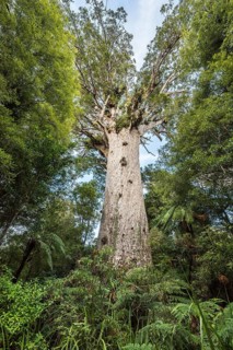 Tane Mahuta