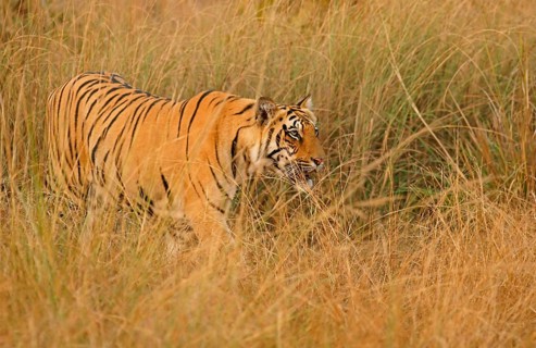 Bengal tiger (Panthera tigris tigris)