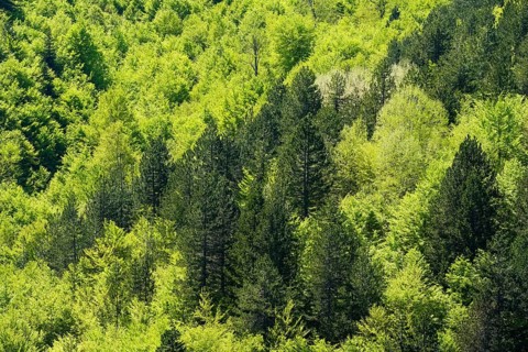 Mixed forest